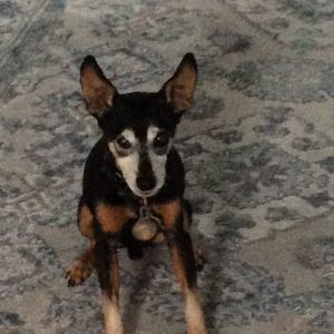 Meet your Posher, Patty